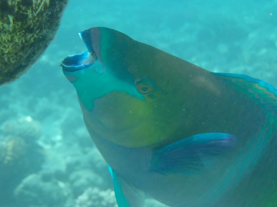 Strand Makadi Spa - Adults only