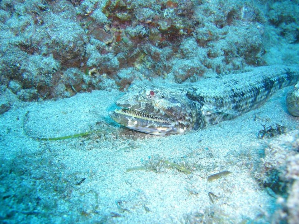 Rote Augen ROBINSON JANDIA PLAYA