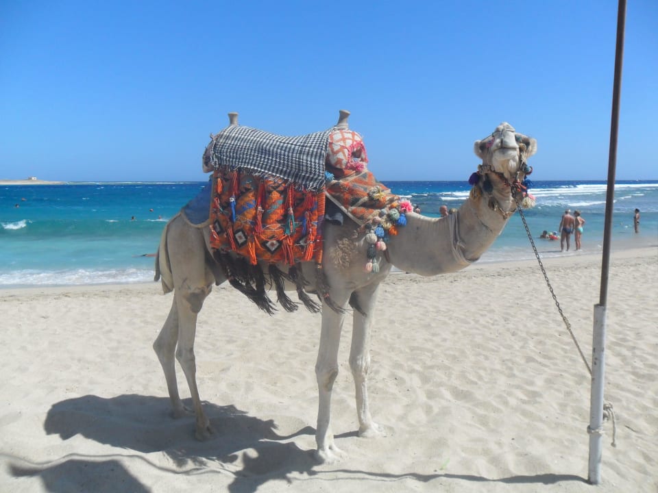 Micky Maus Malikia Resort Abu Dabbab