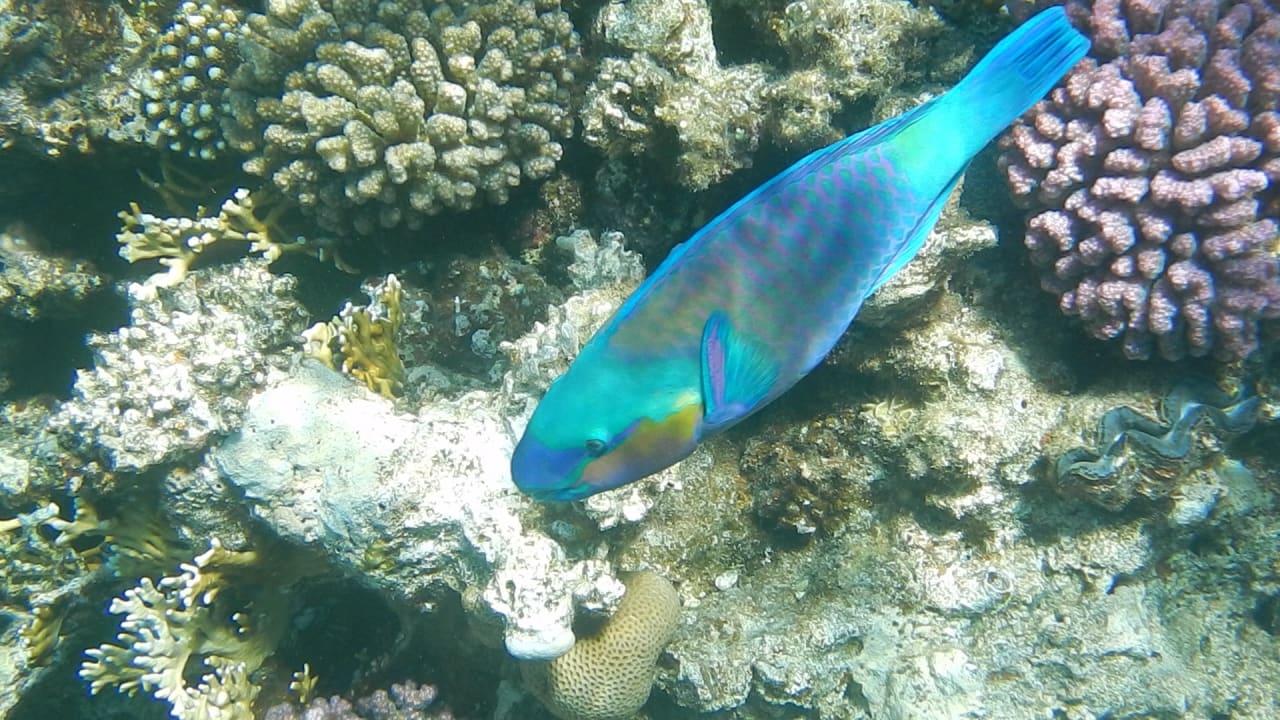 Sport & Freizeit JAZ Fayrouz