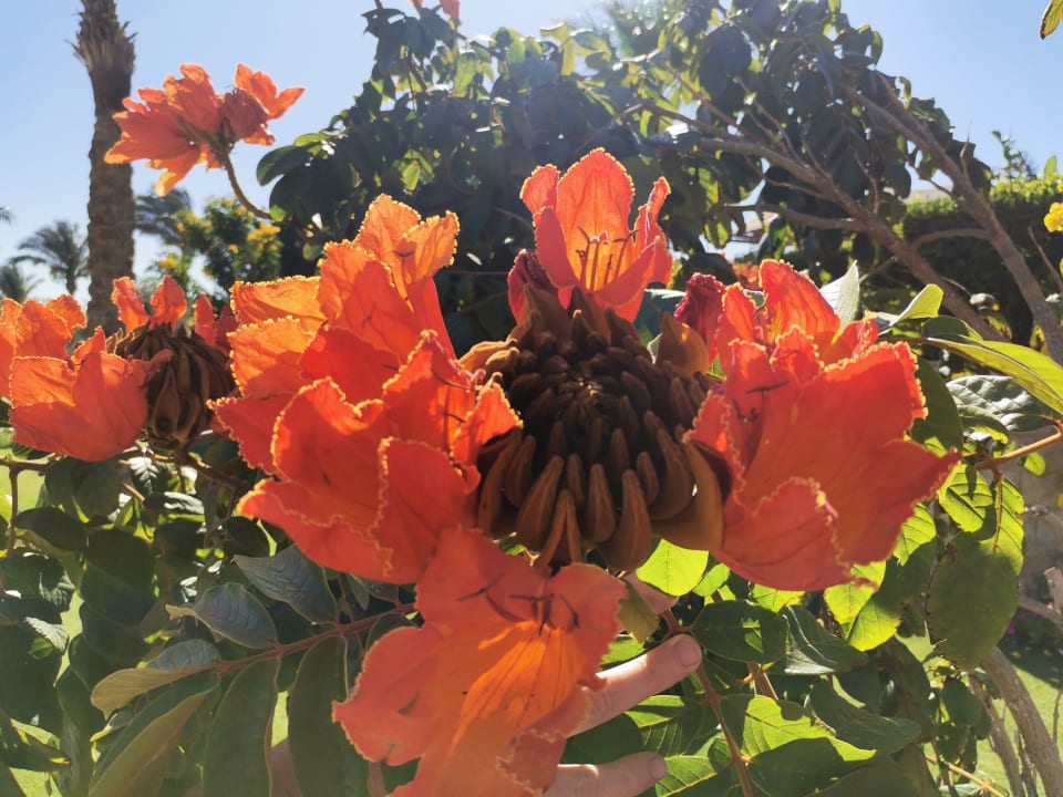 Gartenanlage Sentido Caribbean World Soma Bay