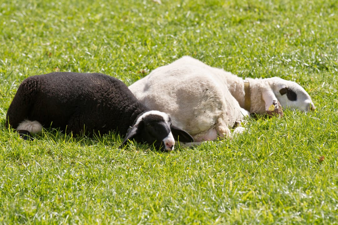 Relaxing day Comfort-Farm Zittrauerhof