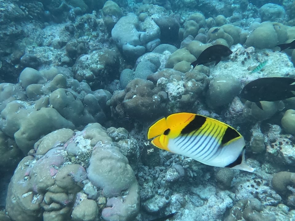 Sport & Freizeit Adaaran Select Meedhupparu Island Resort - Premium All Inclusive