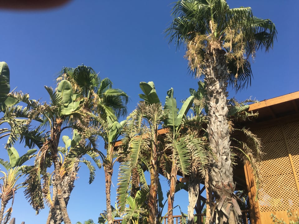 Garten Sherwood Blue Belek