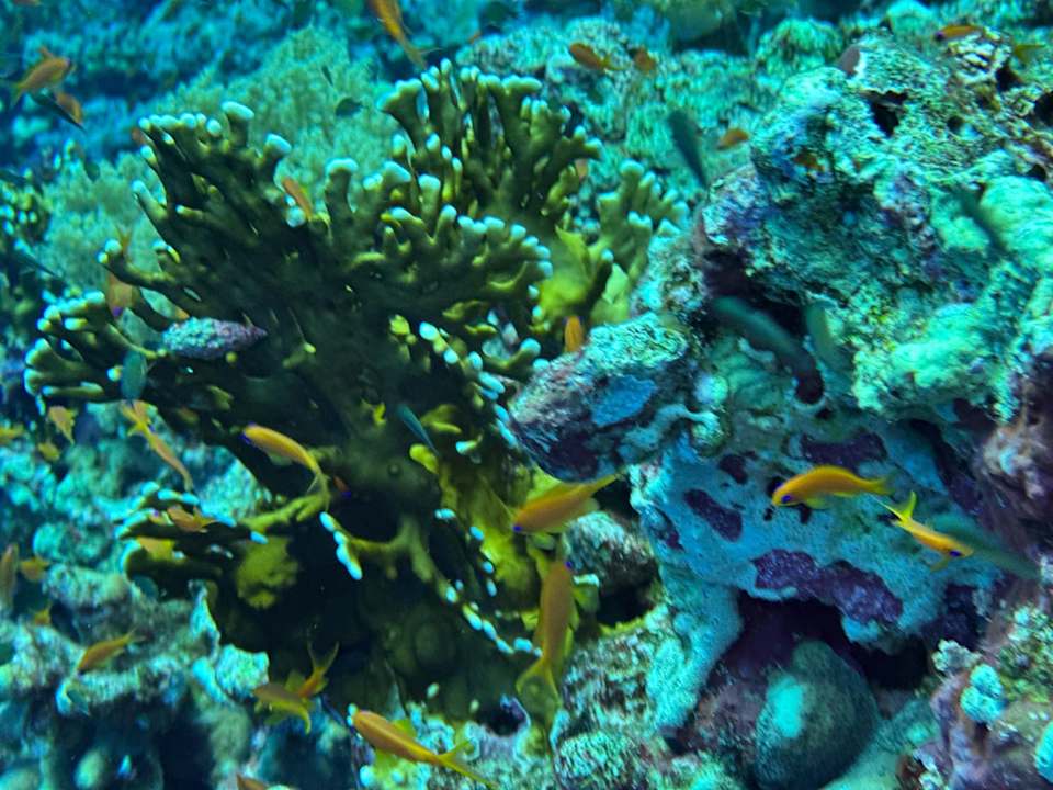 Strand Pickalbatros Palace Hotel-Port Ghalib