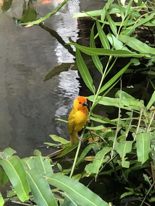 Gartenanlage Hotel Jacaranda Indian Ocean Beach Resort