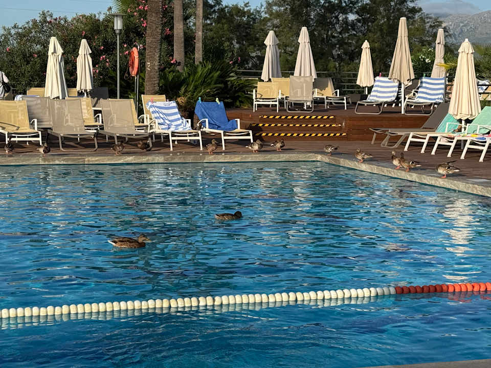 Pool PortBlue Club Pollentia Resort & Spa