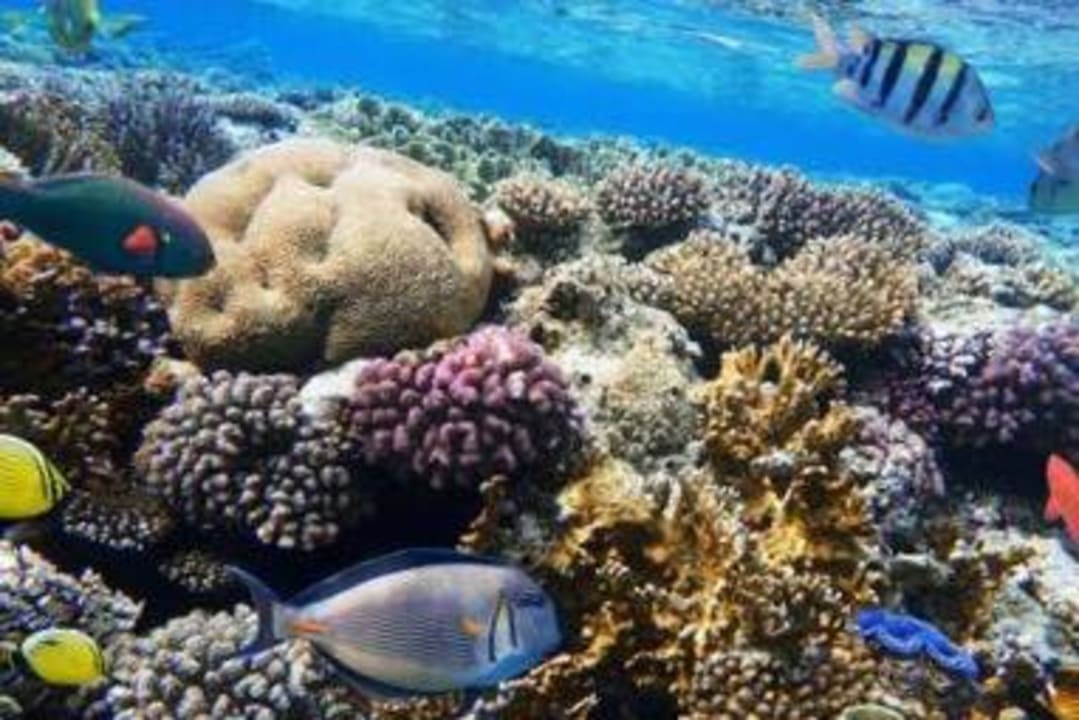 Strand Pickalbatros Aqua Blu Resort - Sharm El Sheikh