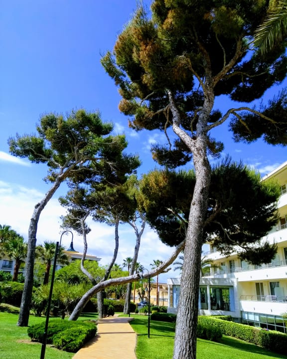 Garten Grupotel Natura Playa