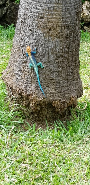 Sonstiges Bahari Beach Hotel