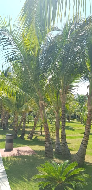 Gartenanlage Hotel Riu Republica - Adults only