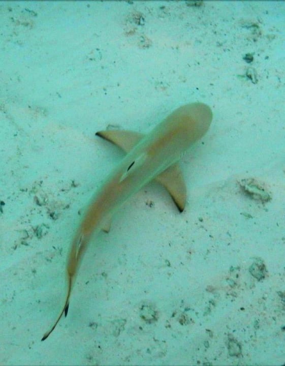 Baby-Hai Cinnamon Hakuraa Huraa Maldives