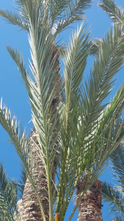 Sonstiges Hotel Sangho Club Zarzis