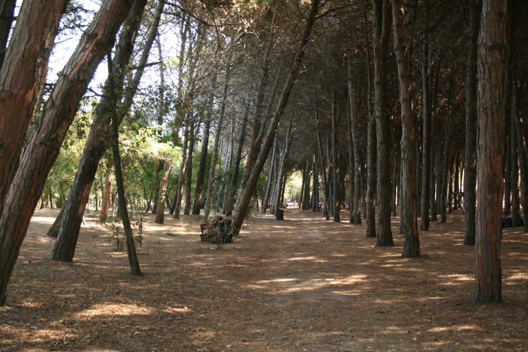Der Pinienwald zwischen Hotel und Strand Hotel Buratti