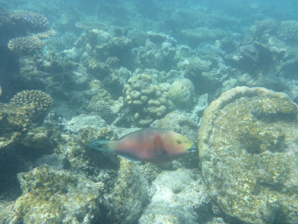 Sport & Freizeit NH Collection Maldives Havodda Resort