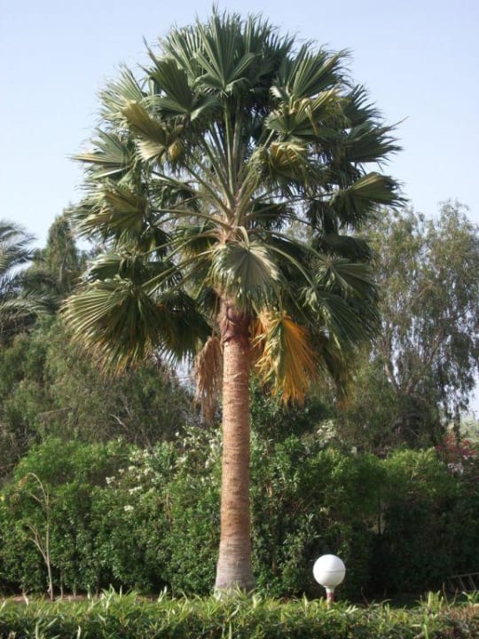 Hotel Corali Club Dahab Lagoon Club & Resort