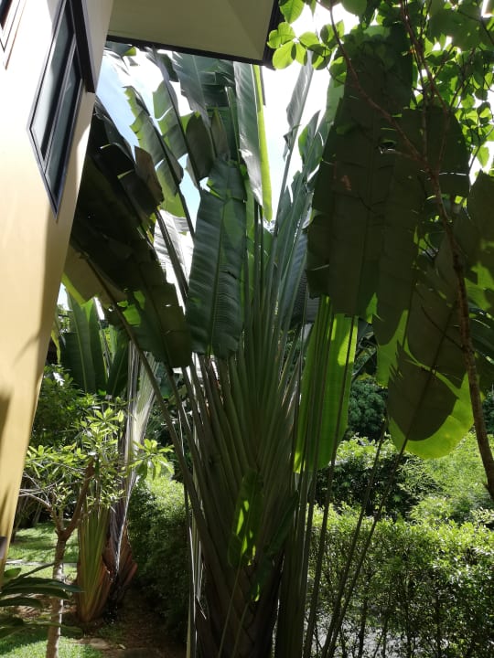 Gartenanlage Moracea by Khao Lak Resort