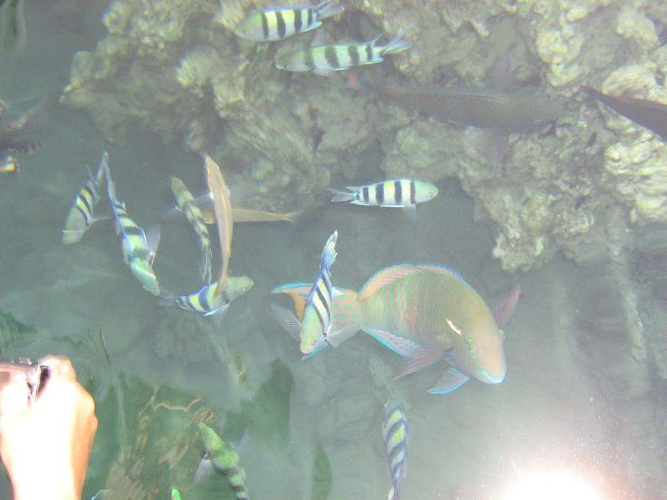 Fische Happy Life Village