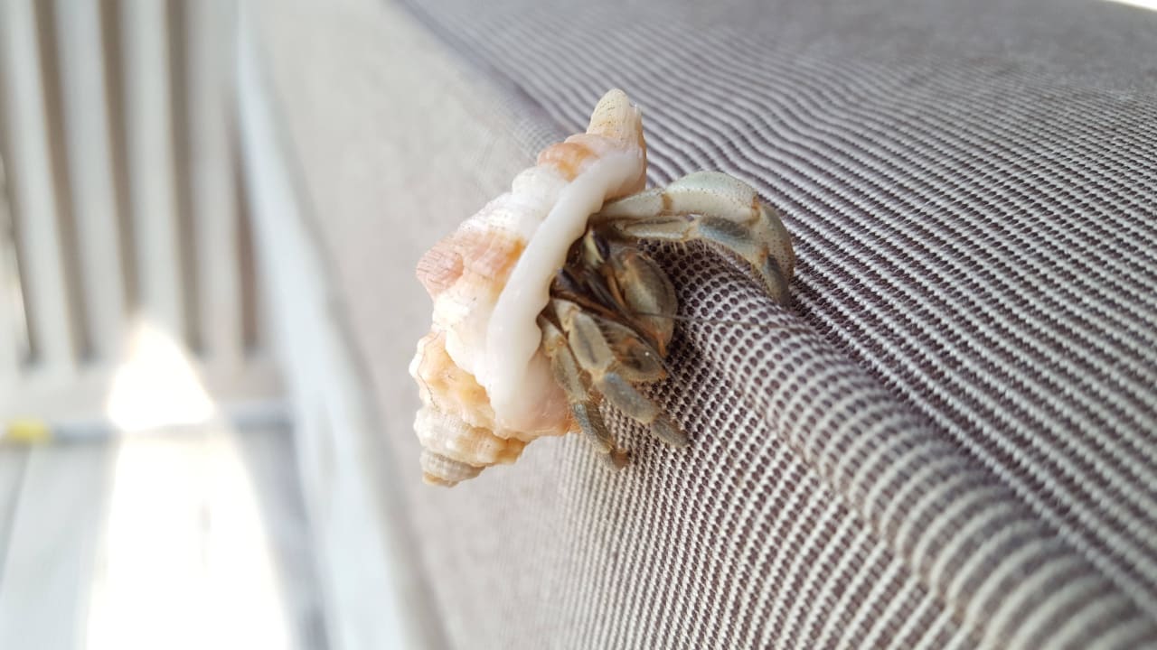 Krebs Kuredu Island Resort & Spa