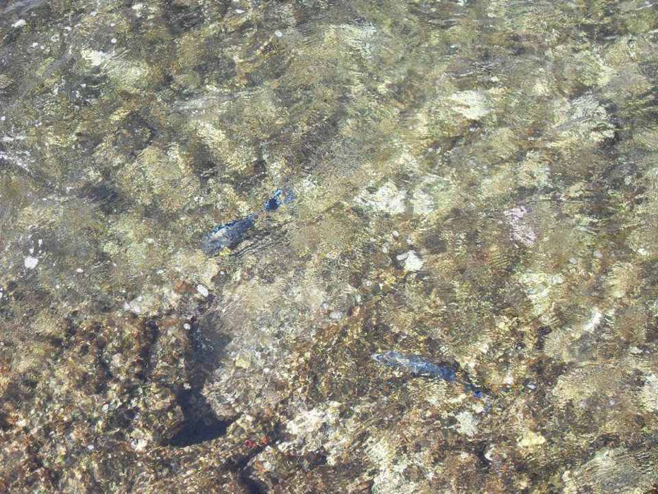 2 Fische im Riff Charmillion Sea Life Resort
