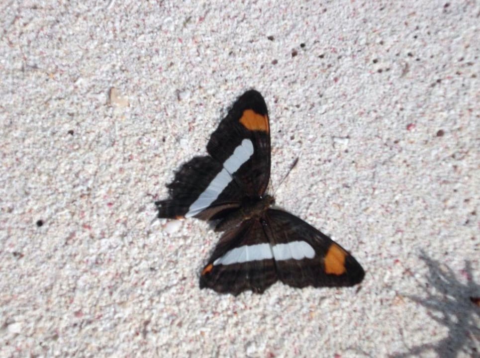 Tierwelt Catalonia Royal Tulum Beach & Spa Resort - Adults only