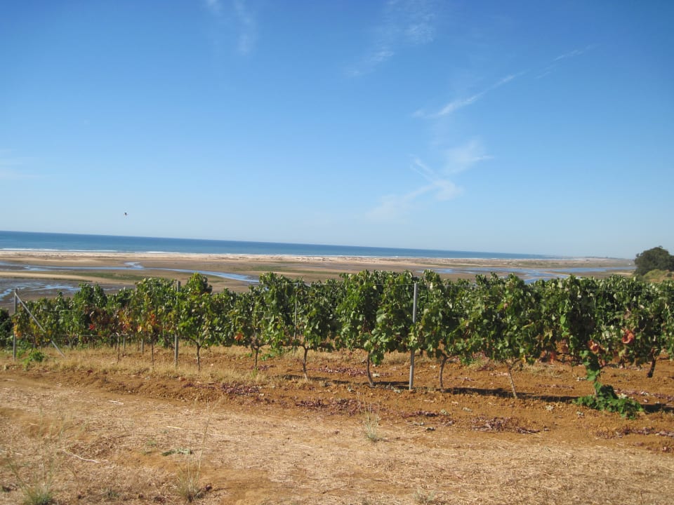 Der Weg zum Meer neben den Weingärten ROBINSON QUINTA DA RIA
