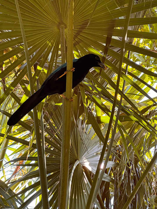 Gartenanlage Catalonia Playa Maroma