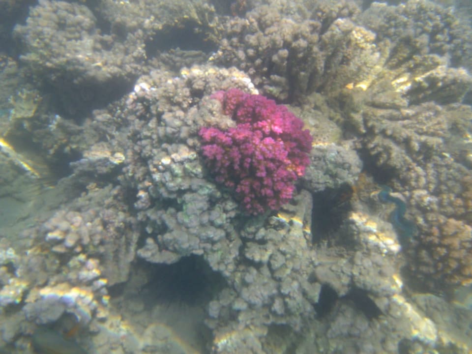 Strand Cleopatra Luxury Resort Makadi Bay