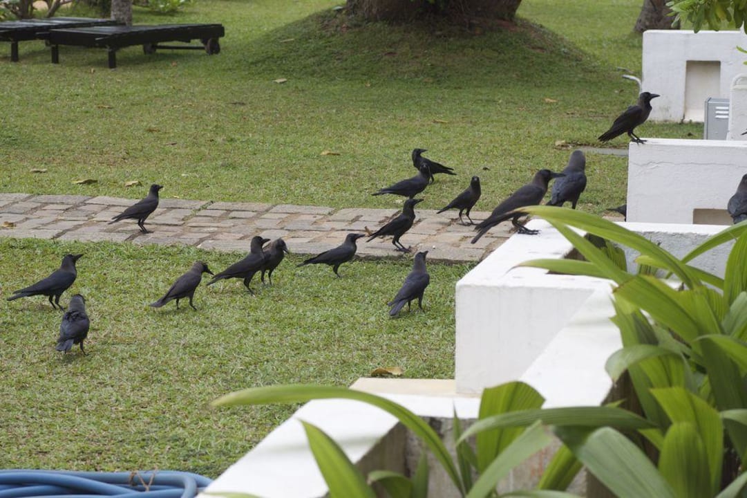 Lästige Raben Avani Kalutara Resort