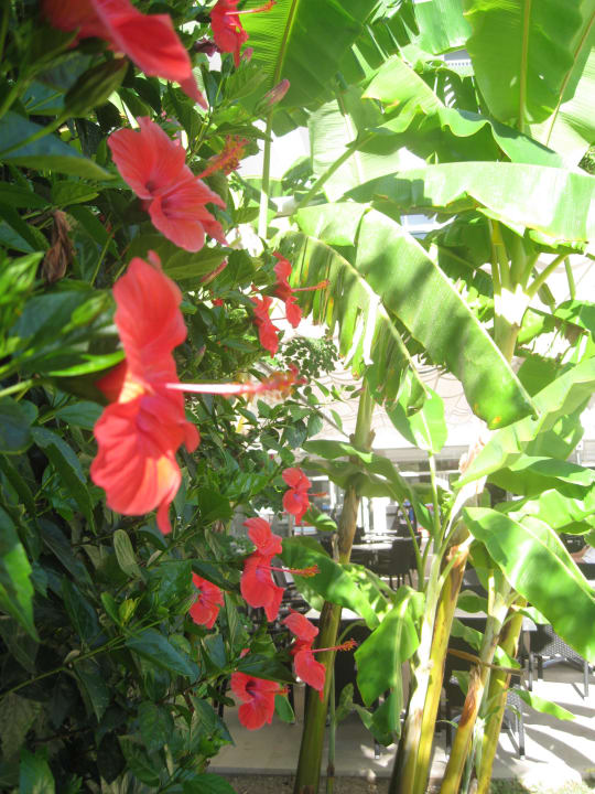 Blumen JS Hotel Sol de Alcudia