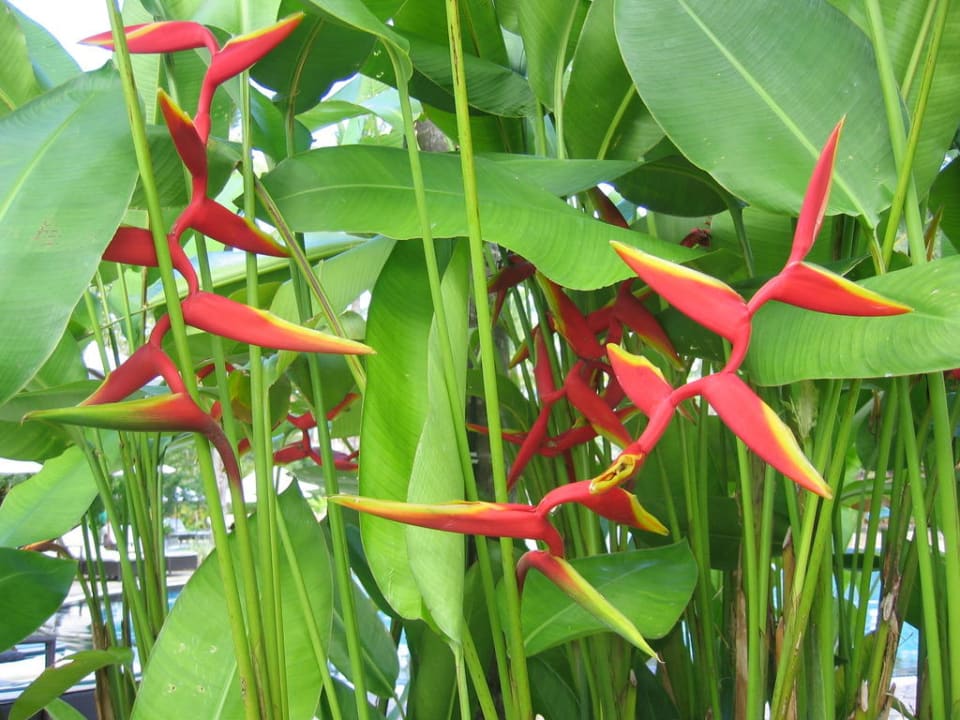 Blütenpracht The Laguna A Luxury Collection Resort & Spa