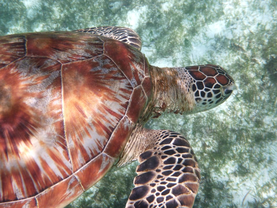 Schildkröte Kuredu Island Resort & Spa