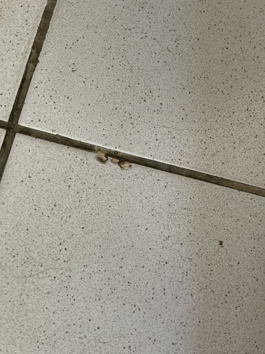 Zimmer Monarque Club Rivage