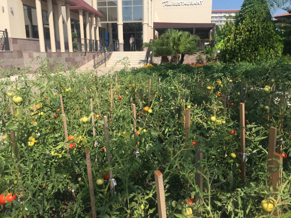 Hier wird Gemüse und Obst selber angebaut TUI BLUE Palm Garden