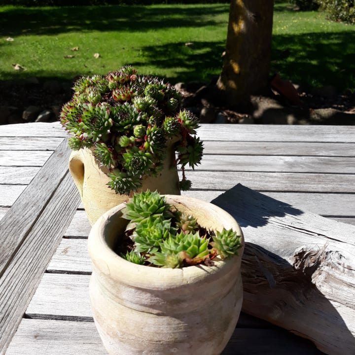 Gartenanlage Ferienwohnung Ferien in der Apfelscheune