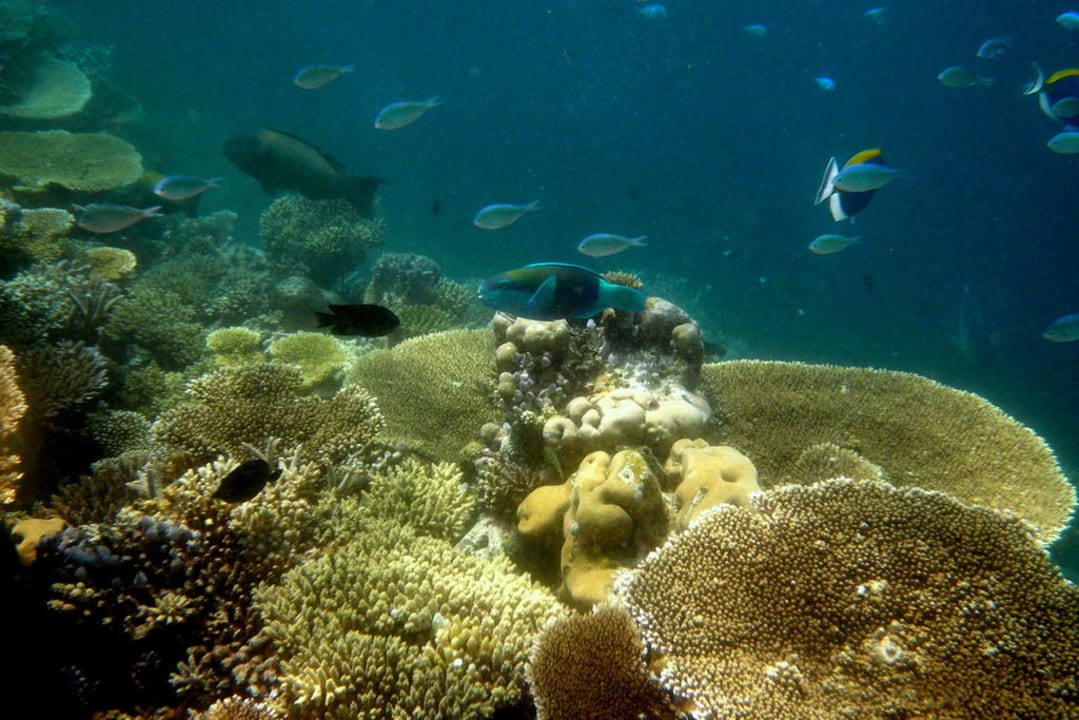 Traumhaftes Hausriff ananea Diamonds Athuruga