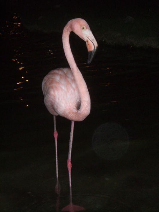 Flamingo Iberostar Waves Dominicana