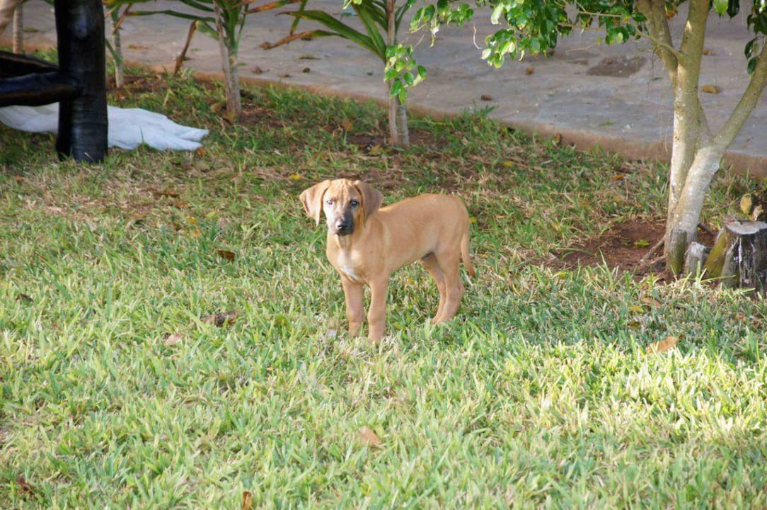 Rambo Hotel Karibuni Rafiki Beach Resort