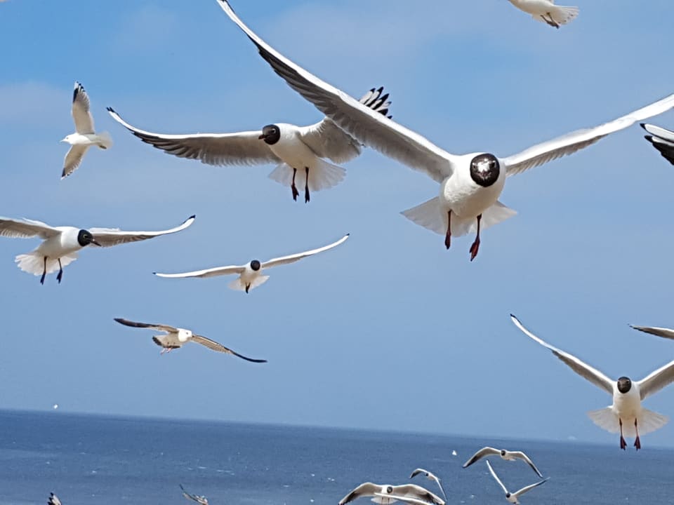 Kleine Schreihälse... Hotel Villa Seeschlößchen