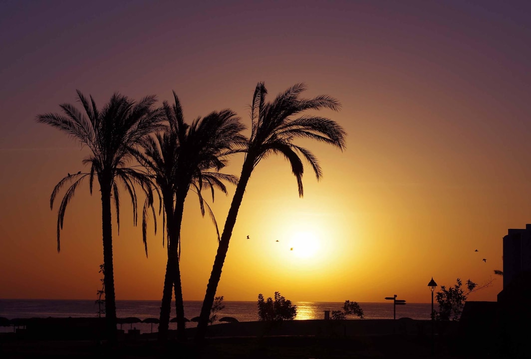 Sonnenaufgang mit Palmen Hotel Gorgonia Beach Resort