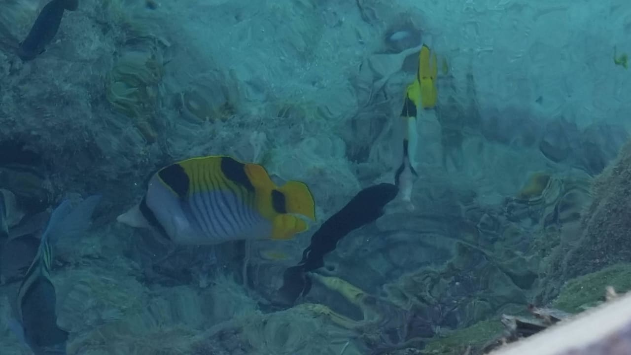 Doktorfisch Adaaran Select Hudhuran Fushi - Premium All Inclusive