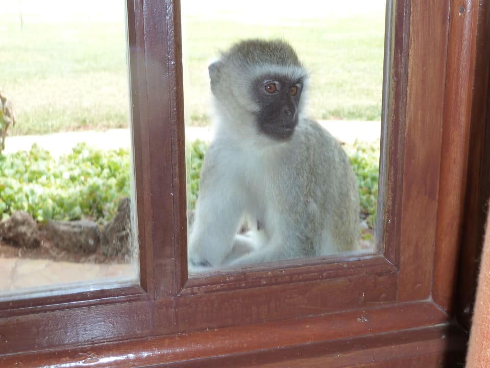 Kleine Bettler. Ol Tukai Lodge
