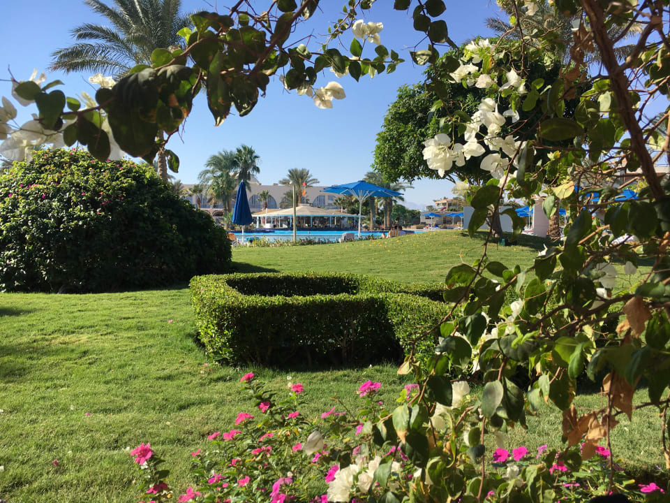 Gartenanlage Desert Rose