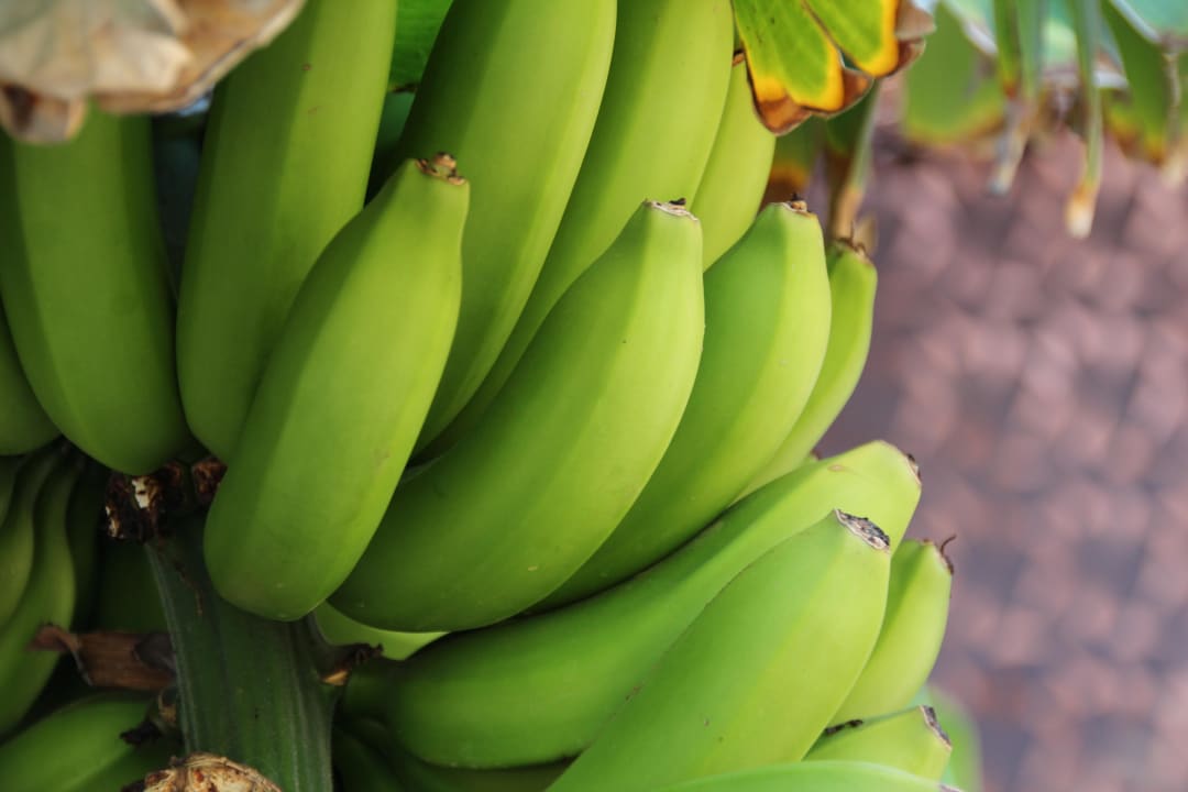 Bananenstauden  Lopesan Baobab Resort