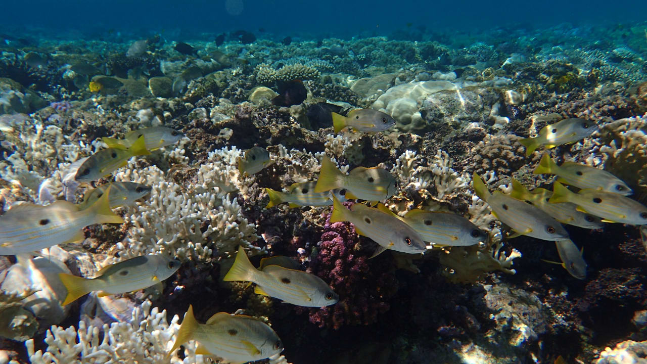 Strand Hotel Gorgonia Beach Resort