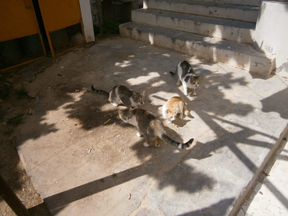 Auch Katzen sind hier wohlgenährt Hotel Dar Salem