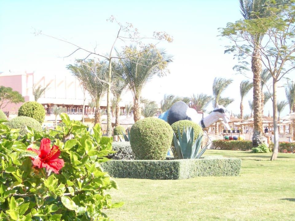 Cooles Kamel am Strand Pickalbatros Palace Resort