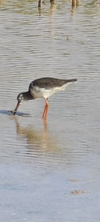 Strand Panorama Bungalows Resort El Gouna