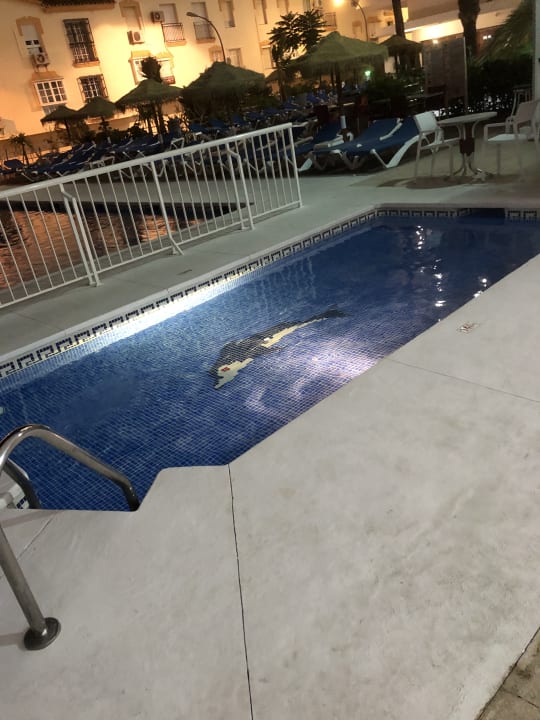 Pool BLUESEA Gran Cervantes