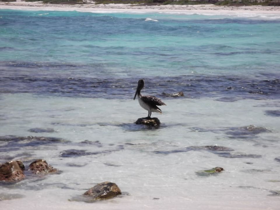 Pelikan, ca. 20 min weiter links vom Hotel Catalonia Playa Maroma